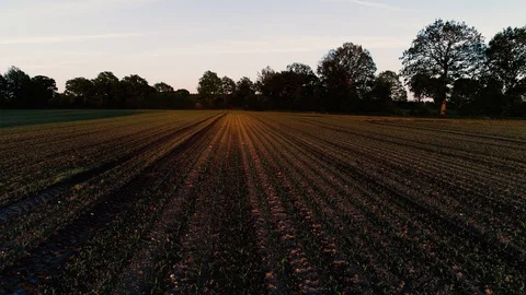 Drone flight and aerial view over a corn field Stock Footage 119893309