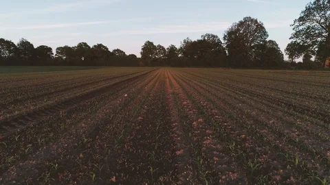 Drone flight and aerial view over a corn field Stock Footage 119893316