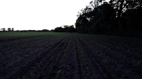 Drone flight and aerial view over a corn field Stock Footage 119893336