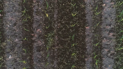 Drone flight and aerial view over a corn field Video stock 119893353