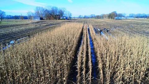 Drone flight and aerial view over a corn field Stock Footage 119928868