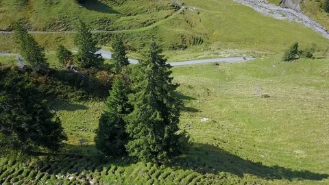 Drone flight around fir tree in alps Stock Footage 107085482