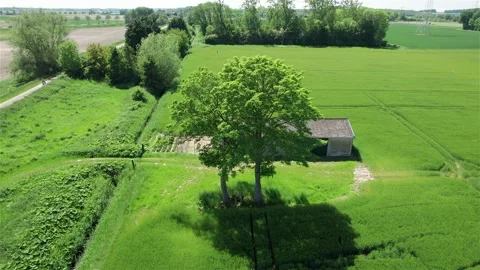 Drone Flight Around Lone Tree by Shed in Sunny Dutch Meadow Stock Footage 275156531