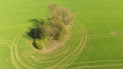 Drone flight around lonely tree on meadow. Aerial view under the bright sun Stock Footage 128393311