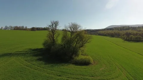 Drone flight around lonely tree on meadow. Aerial view under the bright sun Stock Footage 128398611