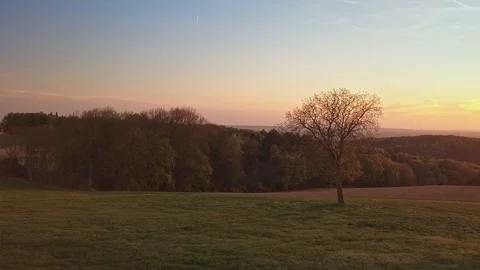 Drone flight around tree at sunset in bavarian forest Stock Footage 113732888