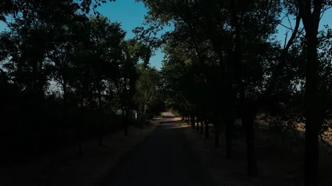 Drone Flight Backward Through Tree Alley Revealing Scenic Countryside View Stock Footage 313816436