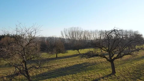 Drone flight backwards between trees over grass field Stock Footage 103062808