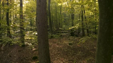 Drone Flight backwards out of the sun speckled autumn forest Stock Footage 142005954