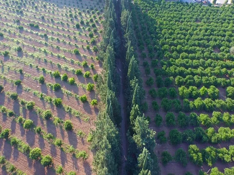 Drone Flight in a beautiful day on the fields with fruit trees Stock Footage 72563460