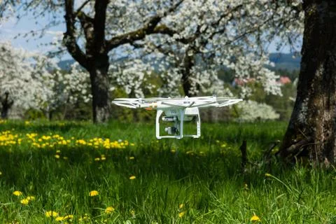 Drone flight between blooming cherry trees Stock Photos