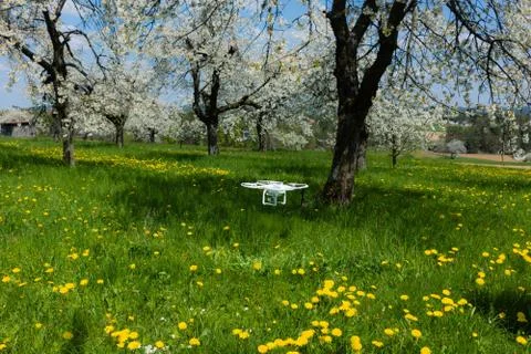 Drone flight between blooming cherry trees Stock Photos