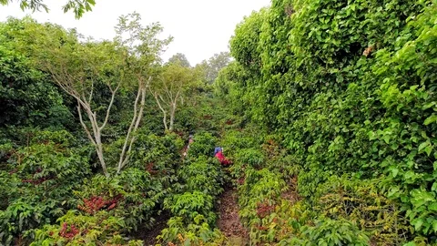 Drone flight between coffee plantations in Central America 01 Stock Footage 100803226