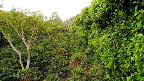 Drone flight between coffee plantations in Central America 02 Stock Footage 100808257