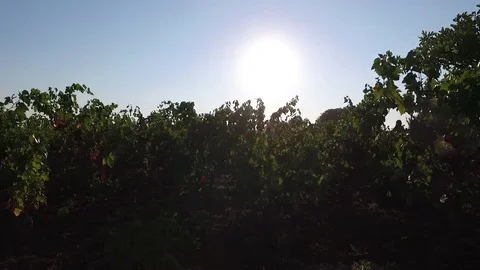 Drone Flight between fruit trees Stock Footage 73737066