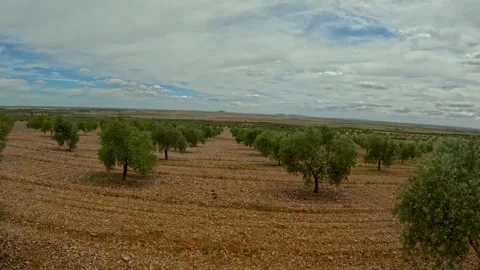 Drone flight between olive trees low above ground Video stock 241426639
