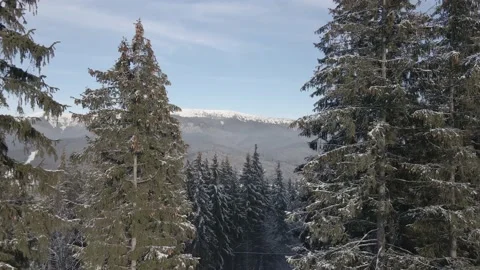 Drone flight between the pine trees Stock Footage 147980469