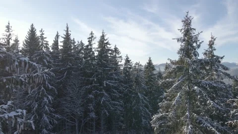 Drone flight between the pine trees2 Stock Footage 147980402