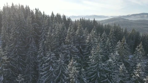 Drone flight between the pine trees5 Stock-Footage 147980364