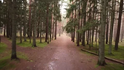 Drone flight between tall trees on forest trail Stock Footage 321423210