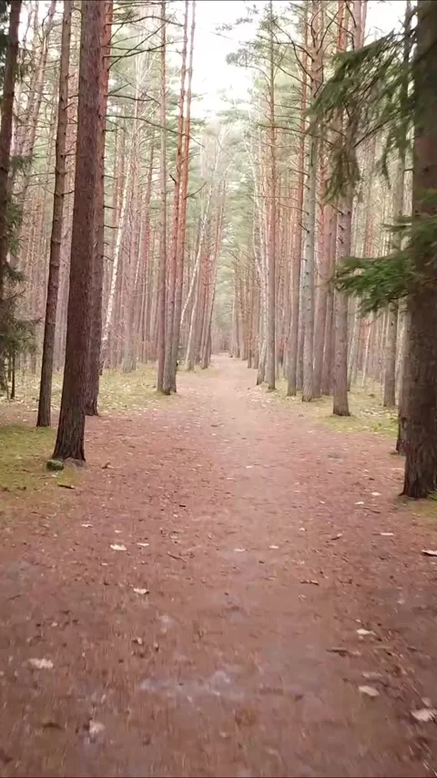 Drone flight between tall trees on forest trail, Vertical 9:16. Stock Footage 322021996