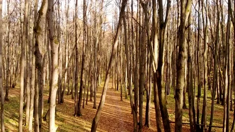 Drone flight between tree trunks in the autumn forest Stock Footage 136653187