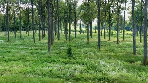 Drone flight between the trees in the forest Stock Footage 113470313