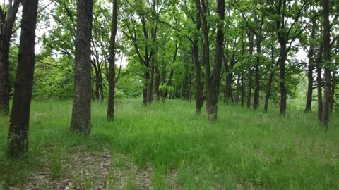 Drone flight between trees.Drone flight in the forest. Green trees Stock Footage 221653825