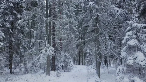 Drone flight in boreal spruce forest in winter. European nature. Video stock 228748139