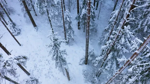 Drone flight in boreal spruce forest in winter. Spruce trees covered with snow. Stock Footage 265697229