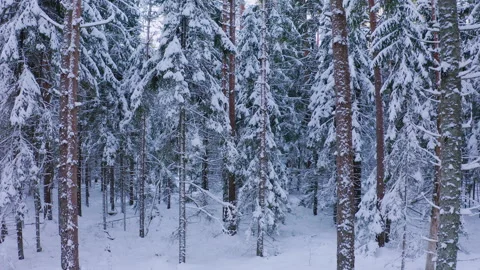 Drone flight in boreal spruce forest in winter. Spruce trees covered with snow. Stock Footage 265697388
