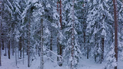 Drone flight from the bottom up in a snowy forest. Winter landscape in forest. Stock Footage 266835847