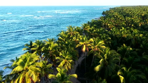 Drone Flight Close Above the Crowns of Coconut Palms Along a Deserted Beach. Stock Footage 274834851