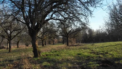 Drone flight close between trees over grass Stock Footage 103132703