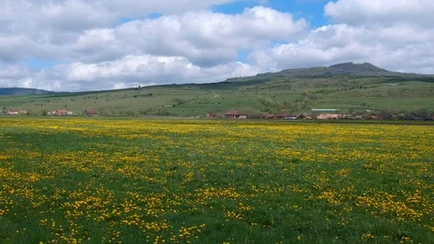 Drone flight close to the dandelion field  on cloudy day. Stock Footage 110648549
