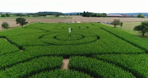 Drone flight corn maze in crown shape- low elevation middle of field to right Stock Footage 90438104