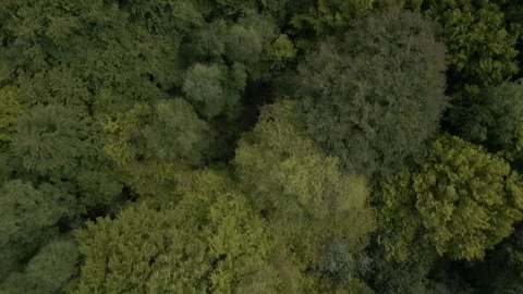 Drone flight directly over lush forest of trees looking down wide shot 25fps Stock Footage 296818687