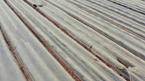 Drone flight downwards over a large asparagus field covered with foil  in Stock Footage 163107007