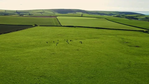Drone flight downwards over a lush green meadow where cows graze.On the horizon, Stock Footage 163035383