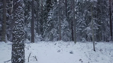 Drone flight in an endless boreal spruce forest in winter Early and cold morning Stock Footage 219702297