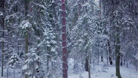 Drone flight in an endless boreal spruce forest in winter. Video stock 225855161