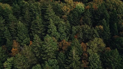 Drone Flight Flying Close To Treetops In A Canyon Video stock 255045443