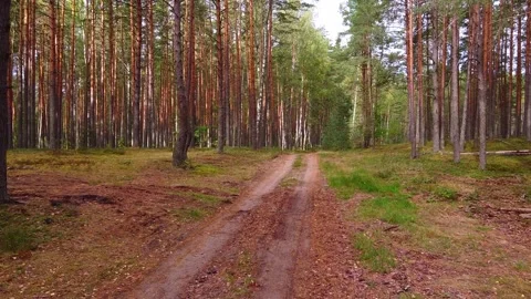 Drone flight in the forest along the forest road. Stock Footage 143629196