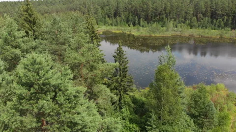 Drone flight in the forest, descent from tree crowns to the ground Stock Footage 135524894