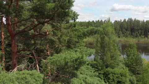 Drone flight in the forest, descent from tree crowns to the ground Stock Footage 135525490