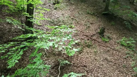 Drone flight in the forest Stock Footage 137944548