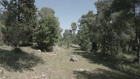 Drone flight in the forest Stockbeeldmateriaal 241676050