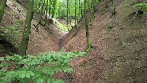Drone flight in the forest with mountains and trees Stock Footage 137944431