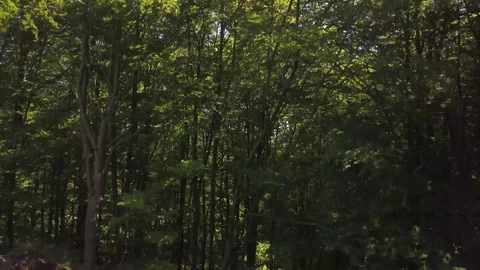 Drone flight up forest trees in Bavaria, Germany Stock Footage 95797291