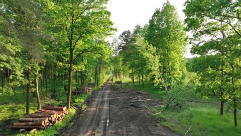 Drone flight to the forest, view through trees, forest. Aerial view to forest Video stock 196256959